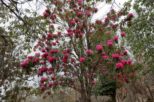 杜鵑花