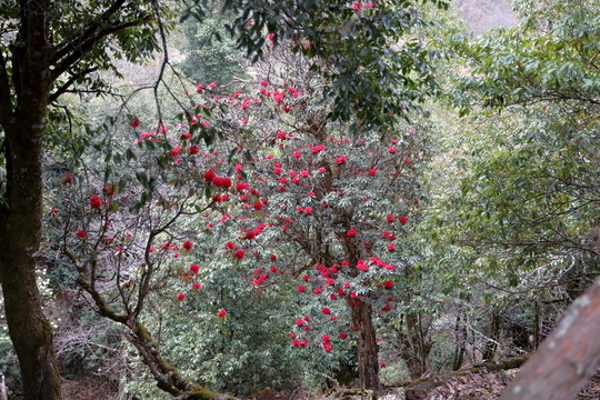 杜鵑花
