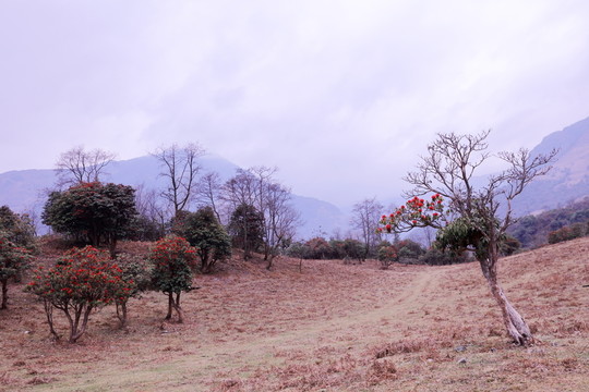 杜鵑花