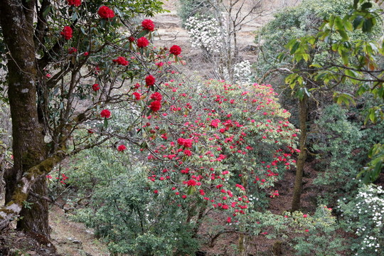 杜鵑花