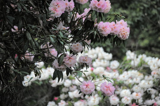 杜鵑花