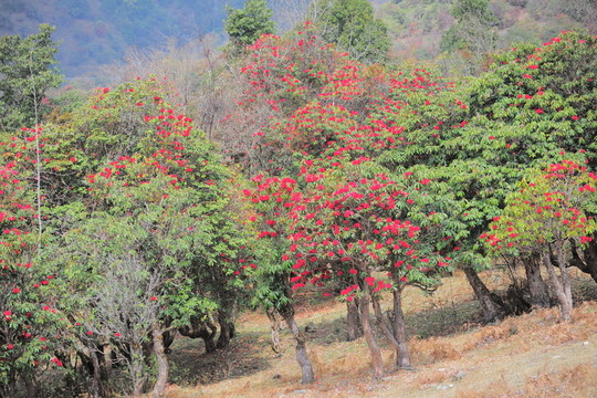 杜鵑花