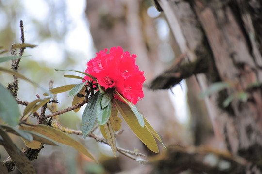 杜鵑花