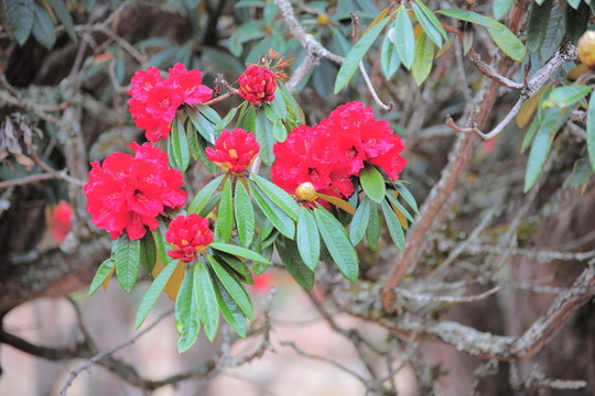 杜鵑花