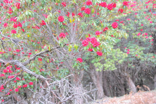杜鵑花