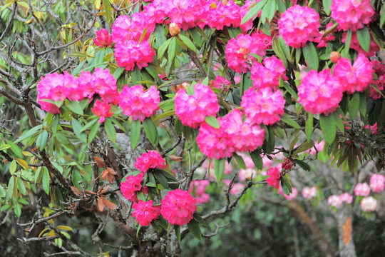 杜鵑花
