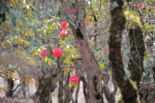 杜鵑花