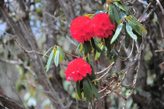杜鵑花
