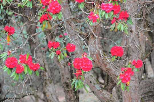 杜鵑花