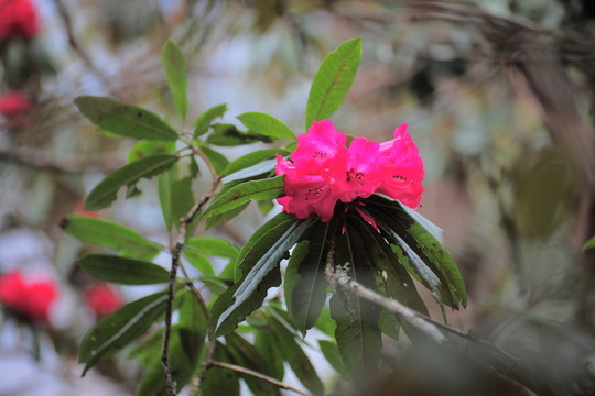 杜鵑花