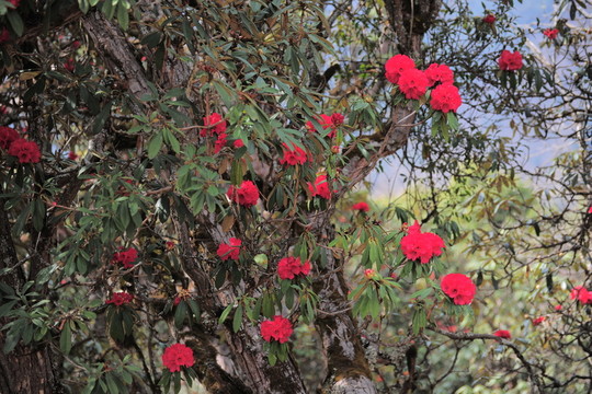 杜鵑花