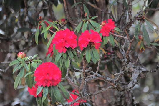 杜鵑花