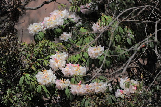 杜鵑花