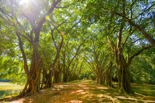 陽光樹林小路