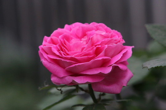 粉色月季