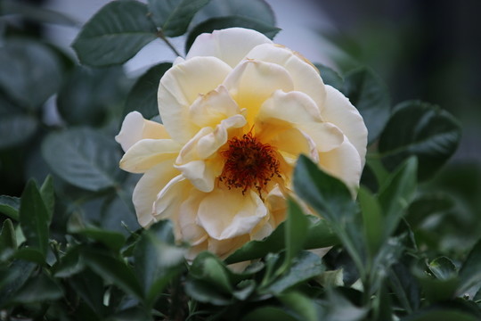 白色月季