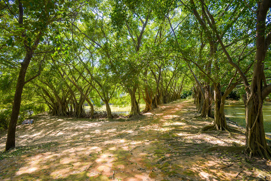 陽光樹林小路