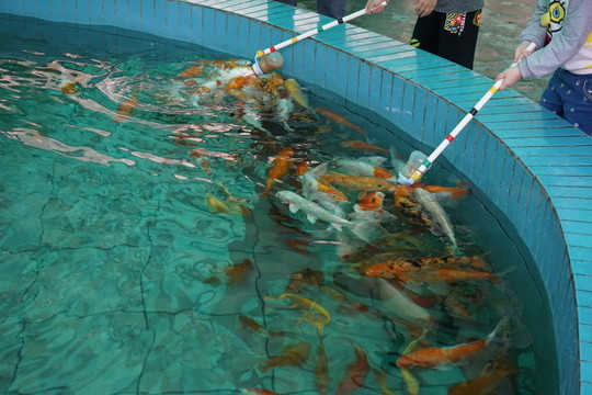 吃奶魚