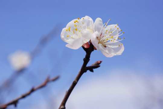 一支杏花
