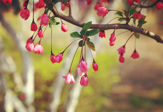 櫻花 花蕾