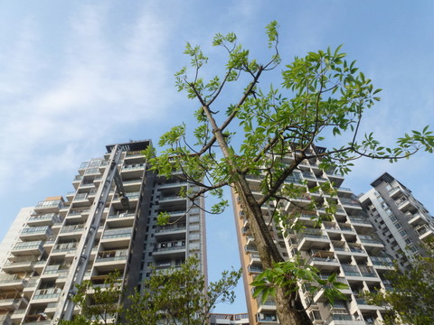 深圳住宅建筑