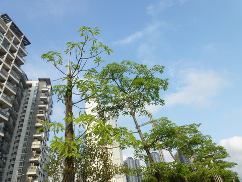 深圳住宅建筑