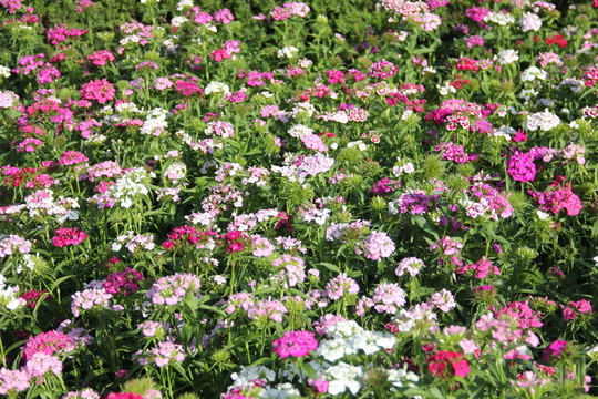 路邊的野花