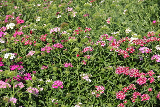 路邊的野花