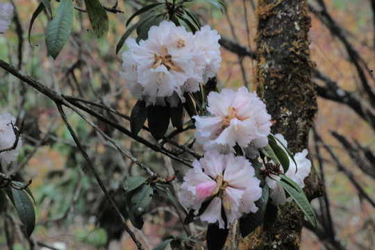 杜鵑花