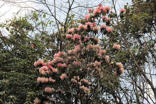 杜鵑花
