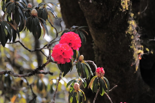 杜鵑花