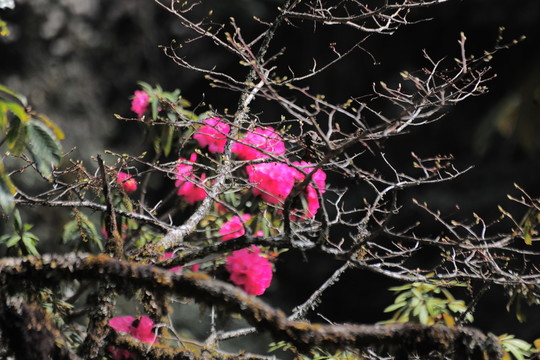 杜鵑花