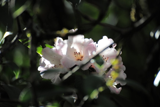 杜鵑花