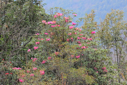 杜鵑花