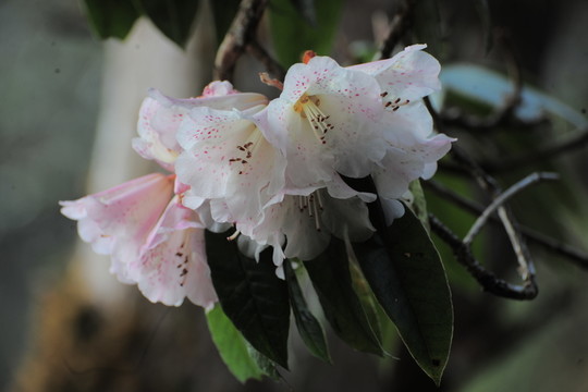杜鵑花