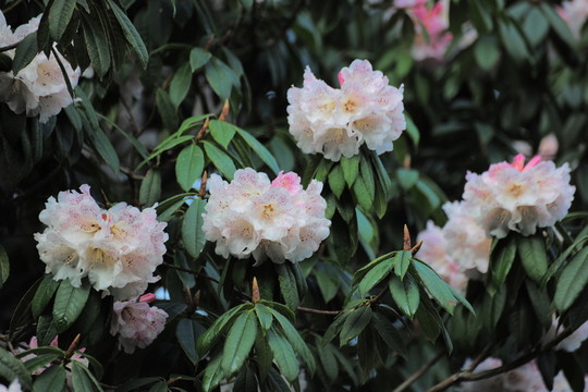 杜鵑花