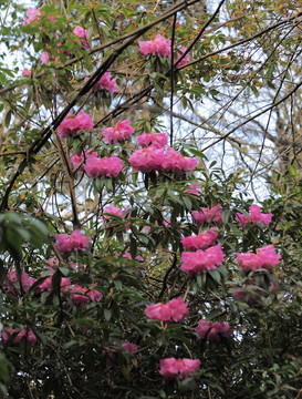 杜鵑花