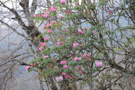 杜鵑花