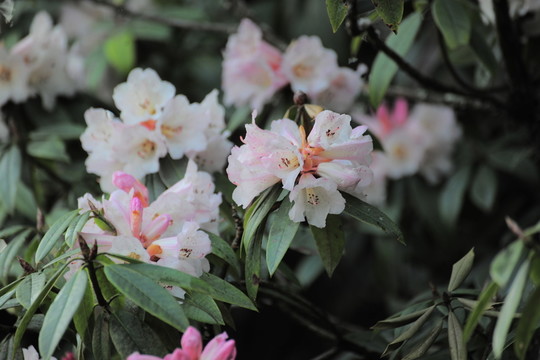 杜鵑花