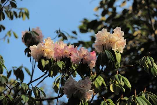 杜鵑花