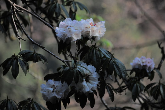 杜鵑花