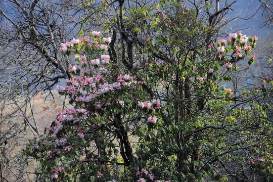杜鵑花