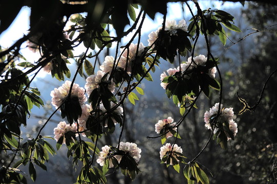 杜鵑花