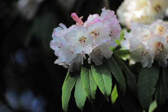 杜鵑花