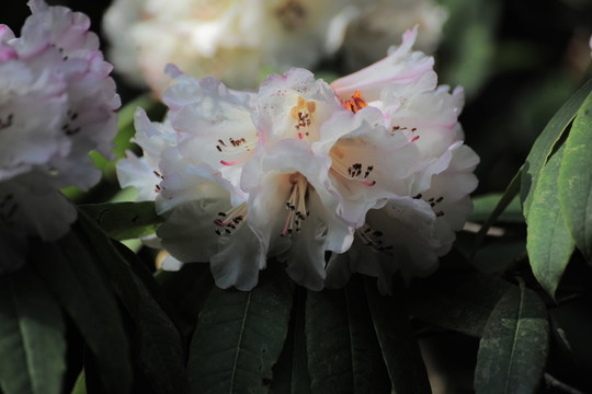 杜鵑花
