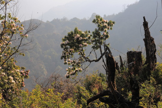 杜鵑花
