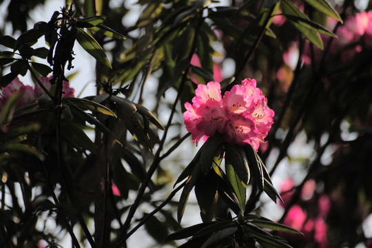 杜鵑花