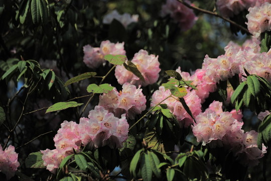 杜鵑花