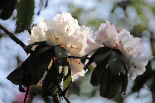 杜鵑花