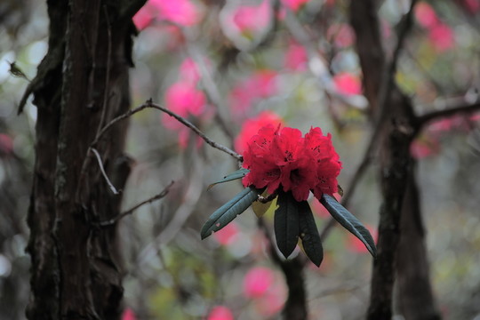 杜鵑花